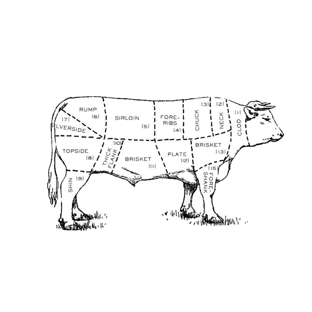 An illustration of a cow